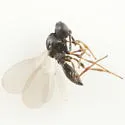 Platygaster vaccinii