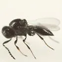 Platygaster vitisiellae