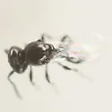 Platygaster vitisiellae - photo 2
