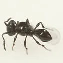 Platygaster vitisiellae - photo 3