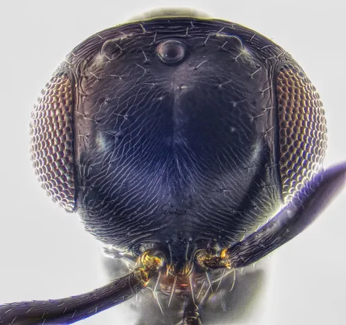 Platygaster - photo 3