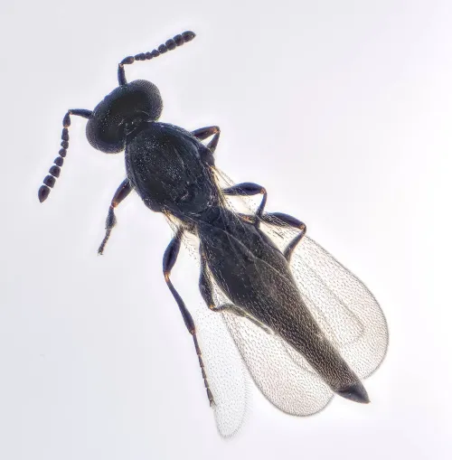 Platygaster - photo 4