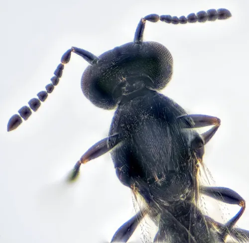 Platygaster - photo 6