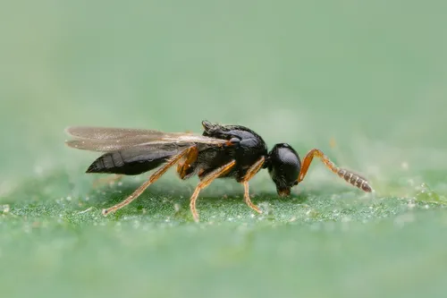Platygastridae - photo 2