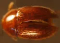 Platyhydnobius arizonensis - Platyhydnobius arizonensis