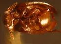 Platyhydnobius arizonensis - photo 2