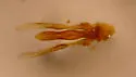 Platyhydnobius arizonensis - photo 3