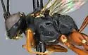 Ichneumon faciens - photo 2