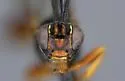 Ichneumon faciens - photo 3