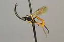 Platylabops pecki