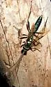 Platylabus clarus