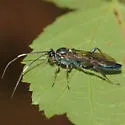 Platylabus clarus - photo 2
