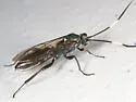 Platylabus clarus - photo 3