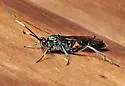 Platylabus clarus - photo 4
