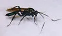 Platylabus clarus - photo 5