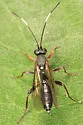 Platylabus opaculus - Platylabus opaculus