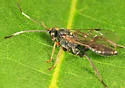 Platylabus opaculus - photo 2
