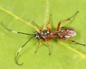 Platylabus ornatus