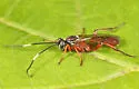 Platylabus ornatus - photo 2