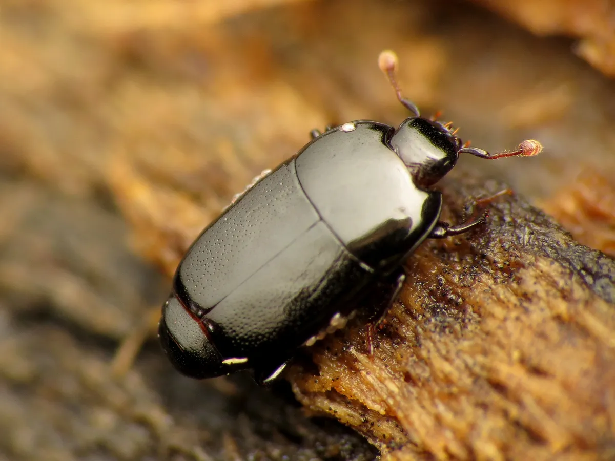 Platylomalus aequalis - photo 2