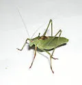 Chaparral Katydid