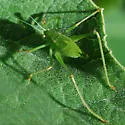 Chaparral Katydid - photo 2
