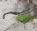 Chaparral Katydid - photo 3