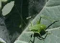 Chaparral Katydid - photo 4