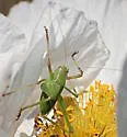 Chaparral Katydid - photo 5