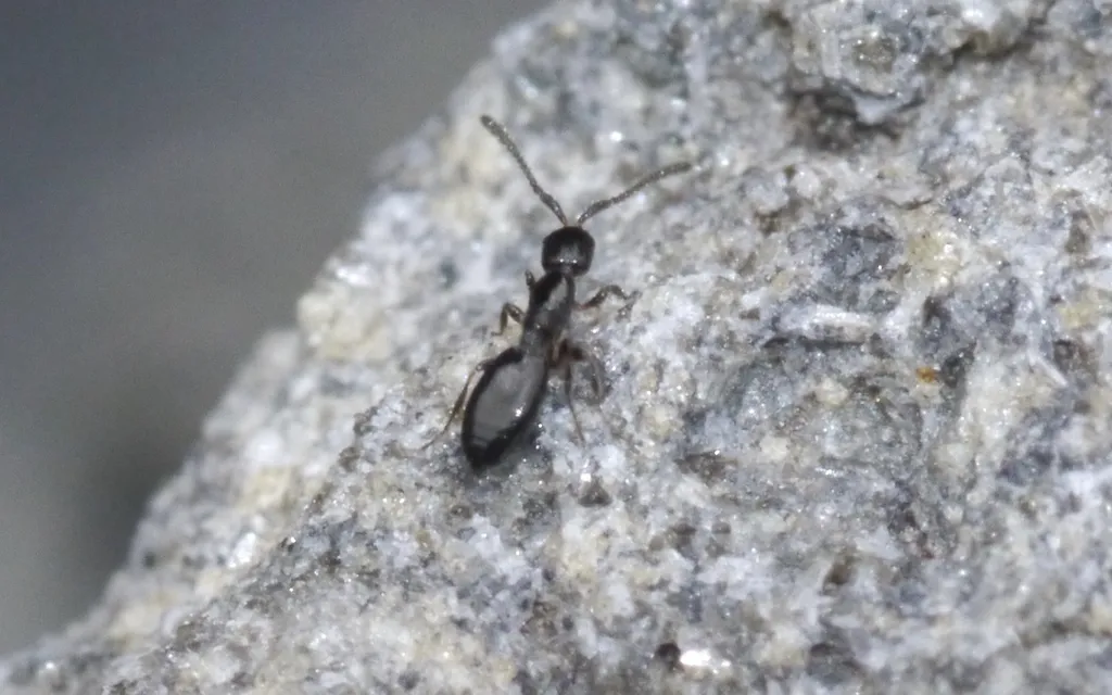 Platymischus dilatatus - photo 2
