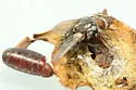 Platymya confusionis