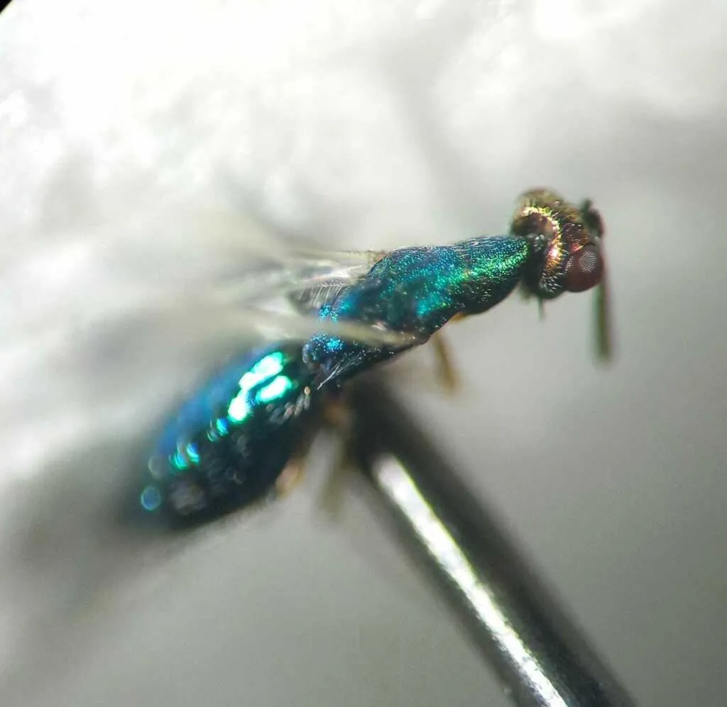 Platynocheilus cuprifrons - photo 2