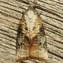 Platynota blanchardi - Hodges#3738.1