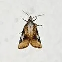 Platynota blanchardi - Hodges#3738.1 - photo 2