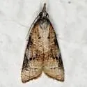 Platynota blanchardi - Hodges#3738.1 - photo 3