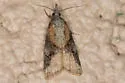 Platynota blanchardi - Hodges#3738.1 - photo 4