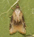 Platynota blanchardi - Hodges#3738.1 - photo 5