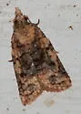 Platynota cf-exasperatana-oklahoma-species