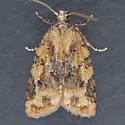 Platynota cf-exasperatana-oklahoma-species - photo 2