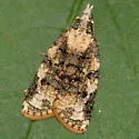 Platynota cf-exasperatana-oklahoma-species - photo 4
