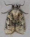 Platynota cf-exasperatana-oklahoma-species - photo 5