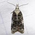 Exasperating Platynota - Hodges#3743 - photo 3