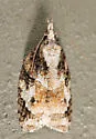 Exasperating Platynota - Hodges#3743 - photo 4