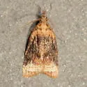 Black-shaded Platynota Moth - Hodges#3732