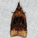 Black-shaded Platynota Moth - Hodges#3732 - photo 4