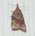 Black-shaded Platynota Moth - Hodges#3732 - photo 5