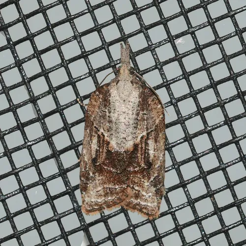 Tufted Apple Bud Moth