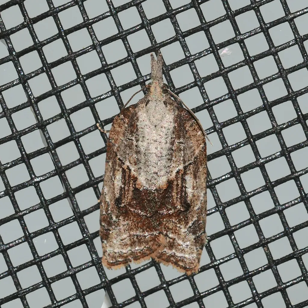 Tufted Apple Bud Moth - photo 2