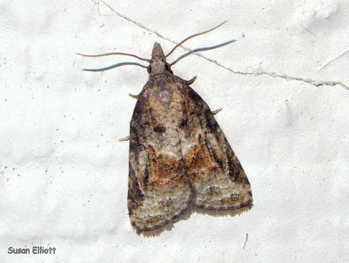 Tufted Apple Bud Moth - photo 4