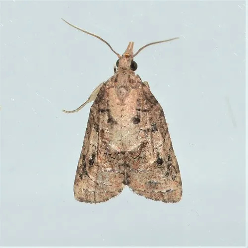 Tufted Apple Bud Moth - photo 5